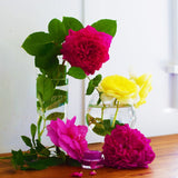 Dragon Fruit Lip Gloss