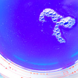 Ocean Blossom Elixir // oil free serum